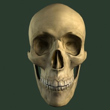 skull anatomy body character head human man model skeletal skeleton answer 3d print model - Mito3D