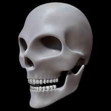 skull anatomy art body bone character decor decoration design face head human interior man model people sience skeletal skeleton teeth vegarian web 3d print model - Mito3D