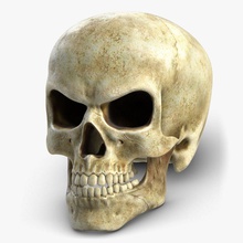Schädel 3 Anatomie Biologie Körper Knochen Charakter tot böse Spiel halloween Kopf Mensch Kiefer die medizinische Medizin Modell ray realtime shiva3d Skelett Zähne unreal v zombie 3d print model - Mito3D