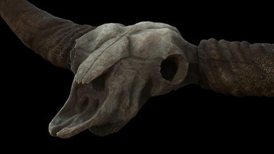 skull bison animal bone character creatures everlite halloween head horn mammal model monster skeleton 3d print model - Mito3D