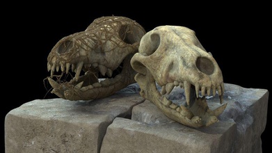 skull coyote animal body bone character creatures dead dying everlite mammal model skeleton teeth 3d print model - Mito3D