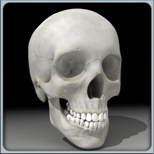 skull male anatomical anatomy body bone character cranium dental face head human imagework jaws man model molars noise skeletal skeleton spine sympubis system teet teeth wisdom 3d print model - Mito3D