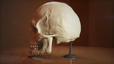 skull new 3d 3dsmax alex roe anatomy art body bone character digital face game guys head human male man medicine model scary sculpt skelet study throne visualisation 3d print model - Mito3D