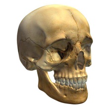 crâne v3 de l'homme le l'anatomie imprimable lowpoly 3d print model - Mito3D
