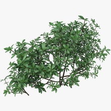 small bush shrubs bed borders bushes firelight studio flower foliage garden hedges lawn leaf model moss nettle plant shrubbery sting tree twigs weed 3d print model - Mito3D