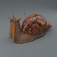 l'escargot alexandr animal gastropoda hélice haut de modèle mollusque la nature pavljuk ravageur réaliste résolution shell slug les rayons uv 3d print model - Mito3D