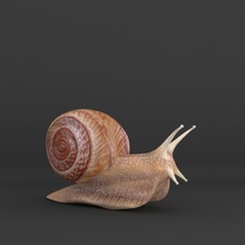 snail 3d animal escargot gastropoda helix high insects js lower model mollusk nature pest pol realist realistic reptiles resolution scattering schnecke shell slug sss subsurface uv 3d print model - Mito3D