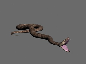 yılan anaconda hayvan boa kobra crotale magnum model nik23648 python çıngıraklı sürüngenler serpiente 3d print model - Mito3D
