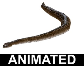 yılan anaconda hayvan barato brasil Brezilya kobra daha düşük mako san model poly python sürüngenler serpente sucuri 3d print model - Mito3D