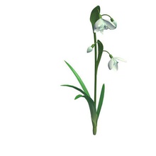 snowdrop flower v1 plants wildlife printable lowpoly 3d print model - Mito3D