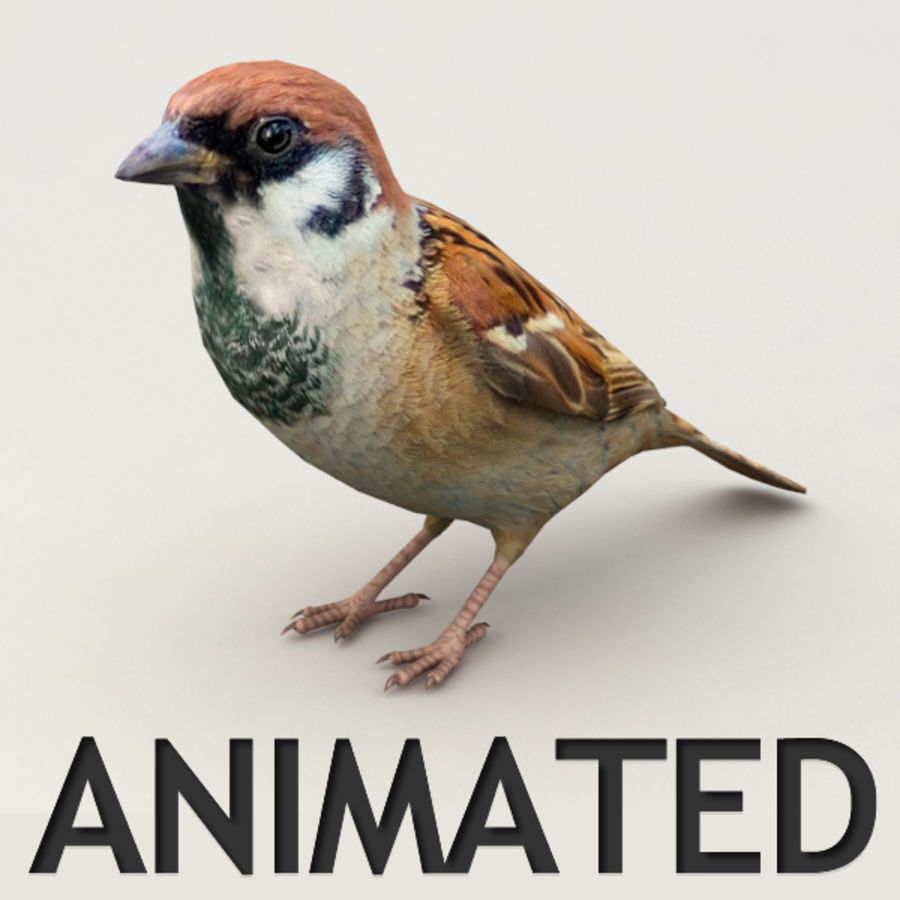 sparrow animiert Tier animierte schnabel Vogel canary Feder finch kvakling niedrigere lowpoly Modell poly Spatz starling schlucken Flügel 3D print model - Mito3D
