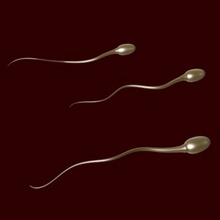 Spermien-Zellen Anatomie Biologie Körper Zelle Charakter klinischen Fisch Mensch jelly Lebensform die medizinische Nachkommen Organismus Eiweiß reproduktive Wissenschaft Samen Spermien schwimmen system virez 3d print model - Mito3D