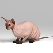 chat sphynx animal le basilic frash la race cat féline imberbe de modèle pédigrées sphinx 3d print model - Mito3D