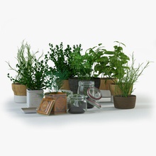 spice herbs basil collection dill food freakaz herb interior kitchen model parsley plant pot rosemary sagaform scandinavian small vegetable 3d print model - Mito3D