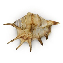 spider conch shell 3dsam79 animal aquarium coral decoration marine molusc model ocean sea seashell snail 3d print model - Mito3D
