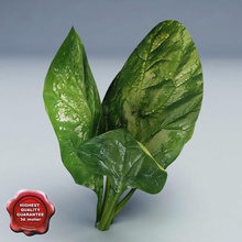 spinach 3d molier 3ds c4d food fresh fruit garden health kitchen leaf lwo max mb model produce realistic refrigerator salat store vegetable vitamins vray 3d print model - Mito3D