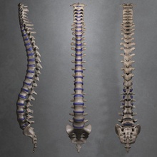 spinal cord anatomy animal bone character column guys human klipschforte male man medical model osteology spine vertebrae 3d print model - Mito3D