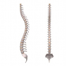 de la columna vertebral 3dmb anatomicly anatomía cuerpo hueso carácter chorda colección correcto humanos medicina modelo realista conjunto esquelético el esqueleto sistema 3d print model - Mito3D