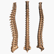 spine 3d anatomy back body bone character disc human medical model pelvis professional sacrum skeleton vertebrae 3d print model - Mito3D