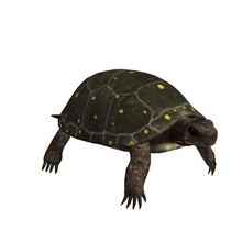 spotturtle v1 spotted turtle animals printable lowpoly 3d print model - Mito3D