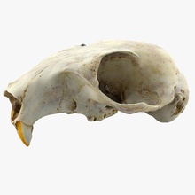esquilo crânio anatomia animais castor o corpo personagem chipmunk forrest a cabeça humanos lowpoly modelo porca amendoim roedores esqueleto árvore vyvera 3d print model - Mito3D