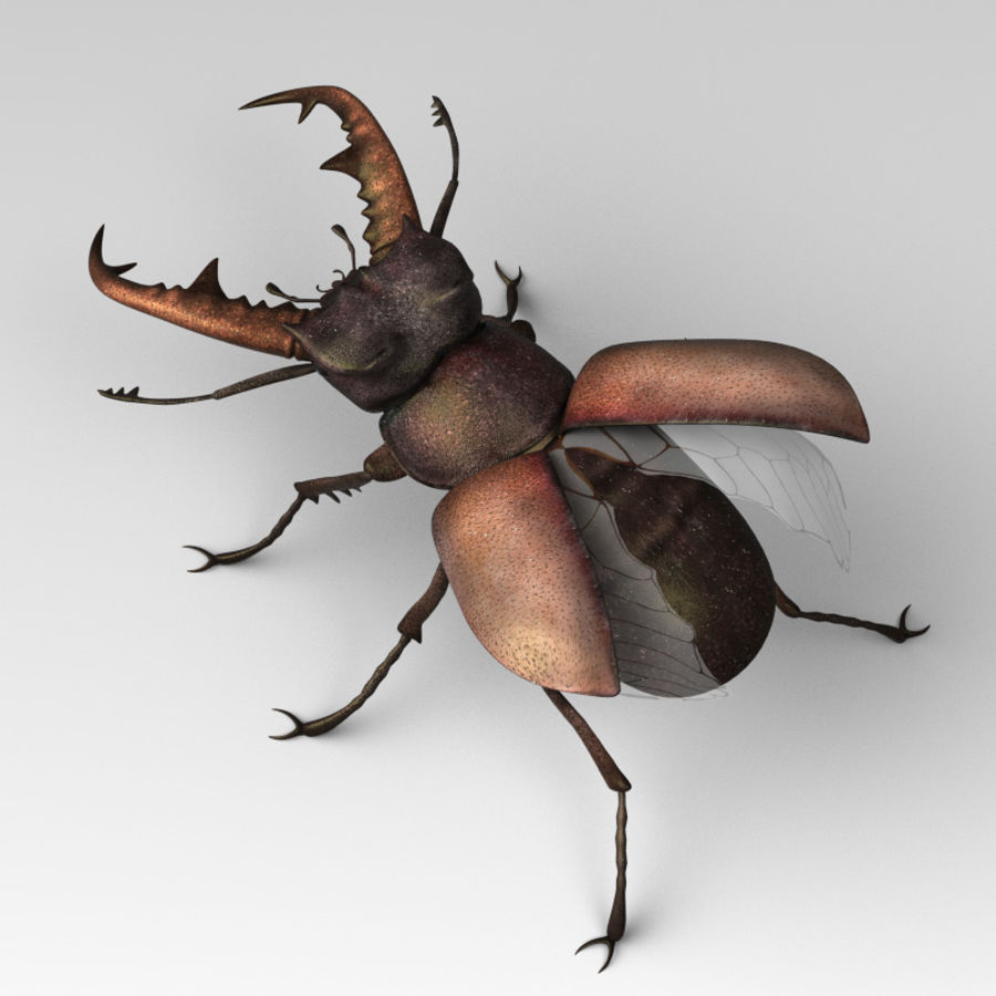 cerf-volant 3d wanderer animal le beatle beetle bug vol les insectes de la jungle modèle qualité l' réaliste stag 3D print model - Mito3D