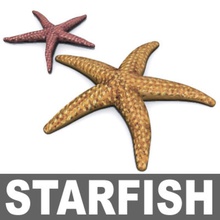 starfish3dszip animal aquarium beach creatures dove fish kision nautical ocean reef sea sealife star starfish 3ds zip underwater 3d print model - Mito3D