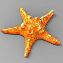 starfish 2 3d wanderer animal biology cheetah3d clam coral figurine fish model mollusc ocean quality sea shell tropical water 3d print model - Mito3D