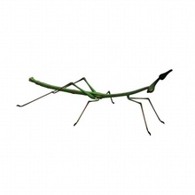 stick insect 3dmb animal beetle branch bug coloured colouring crawl critter dirt garden grass green insects life mimesis mimic pest prosarthria small teretirostris 3d print model - Mito3D