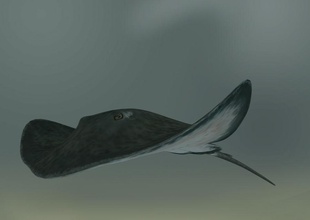 stingray modelo personalizado aparejado hi-res texturas animal de pescado hola kenbishop manta en la marina maya naturaleza ray res aparejo sealife el tiburón sting textura 3d print model - Mito3D