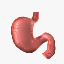 stomach 3d anatomy away biology body character cutaway cutting digestive human intestines js max medical model organs pylori section system torso tracks vray 3d print model - Mito3D