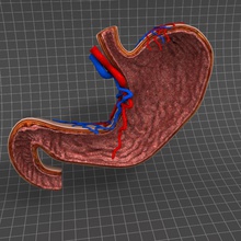 stomach cross section layers anatomy arteries biology body character digestion dissecting esophagus gastric human internal layered medical model organs realistic scyrus surgery vein vertebrate 3d print model - Mito3D