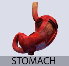stomach leyers textured anatomy body canal cardia character digestion digestive esophagus fundus gastric human lesser leyer medical medicine model muscle rugae science surface system texture unjosnav 3d print model - Mito3D
