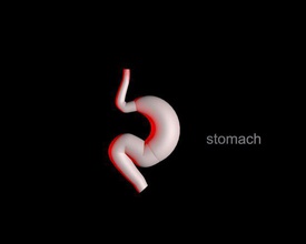 stomach human anatomy 3d print model - Mito3D
