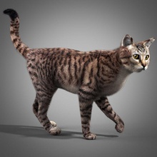 striped cat animal black character dog feline fur greycats haircut kitty leopard lion mackerel maya model orange pis88 red rig shave siamese spotted stripes tabby tiger 3d print model - Mito3D