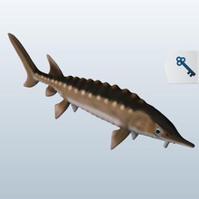 l'esturgeon v1 du poisson aquatiques vie imprimable lowpoly les poissons de la aquatique 3d print model - Mito3D