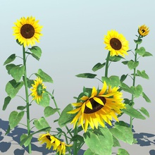 sunflower 9 items apec true field flower garden landscape model petal plant seed yellow 3d print model - Mito3D