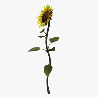 sunflower v1 sunflower plants wildlife printable lowpoly plants wildlife  3d print model - Mito3D