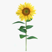 de girasol abramsdesign la flor detalle floral jardín paisaje modelo naturaleza pétalo planta semilla madre sol amarillo 3d print model - Mito3D