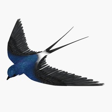 swallow animal bird fly hd ready migrate model sparrow spring wing 3d print model - Mito3D