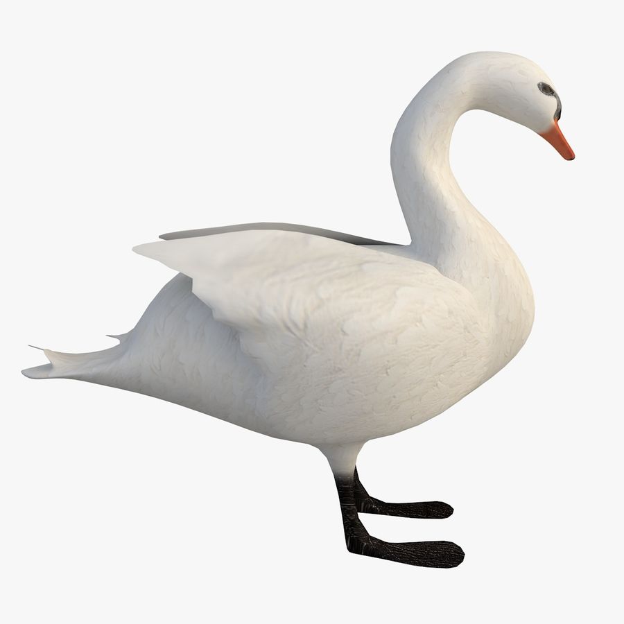 Schwan anatidae Tier b Vogel cygnus Feder Fliegen l See Modell Natur studios schwimmen Wasser weiß 3D print model - Mito3D