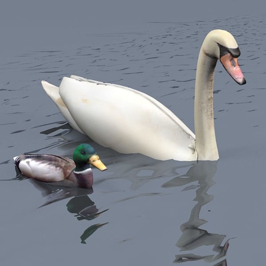 cisne, o pato animal animais archstyle pássaro cisne 3D print model - Mito3D