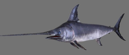 il pesce spada ajunip animale cibo più in basso poli 3d print model - Mito3D