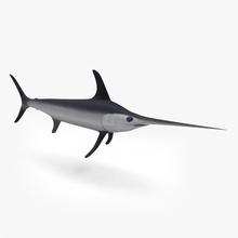 peixe-espada animais coral peixe marinho marlin modelo oceano ray do mar studiomf debaixo d'água 3d print model - Mito3D