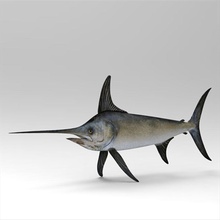 swordfish 3d wanderer animal biology character coral fish marine marlin model ocean quality realistic sea shark underwater water whale 3d print model - Mito3D