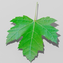 Çınar yapraklı akçaağaç acer pseudoplatanus mimarlık bark büyük decidous tasarım bahçe manzara yaprak maple model doğa süs açık otopark paulsendesign bitki sahne sycamore ağaç 3d print model - Mito3D