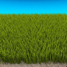 la alta hierba cwolf s jardín el césped modelo aparcamiento de planta pequeño pradera altura 3d print model - Mito3D