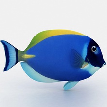 tang poisson bleu 3dmdh animal l'aquarium du les aliments de modèle l'océan la mer le chirurgien sous-marin l'eau vagues 3d print model - Mito3D