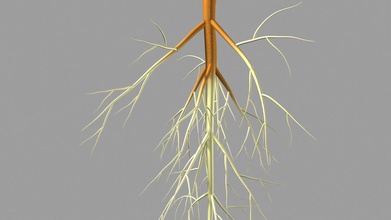 toque em sistema de raiz activepoly apomixis asteraceae dente-de-leão erythrospermum flor a cabeça modelo planta polinização pequena do rapidamente principal taraxacum 3d print model - Mito3D