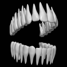 teeth anatomy bicuspid body bone canine character cuspid dental dentist dentistry dentition enamel female head human incisor male medicine model molars mouth people vegarian 3d print model - Mito3D